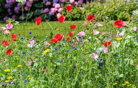 Red and pink flowers in a field